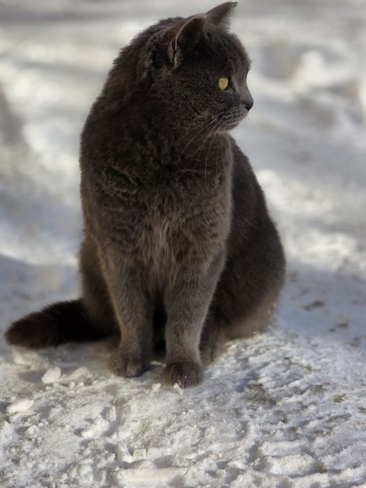 Отдам в добрые руки молодую кошечку