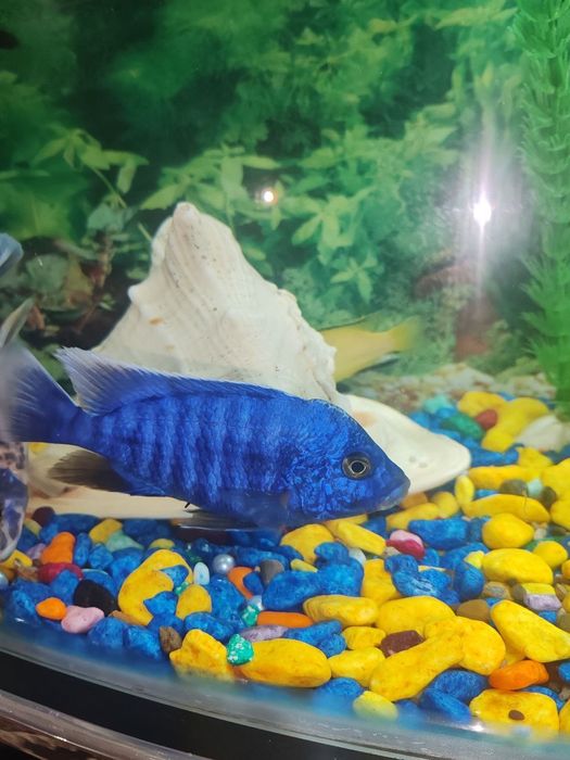 Afrika hichnik baliklari kelishilgan,narxda arzon sotiladi