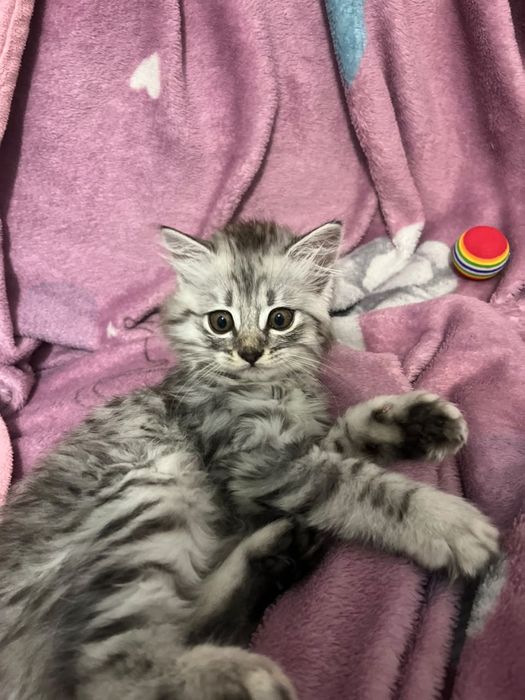 Шотландский котёнок