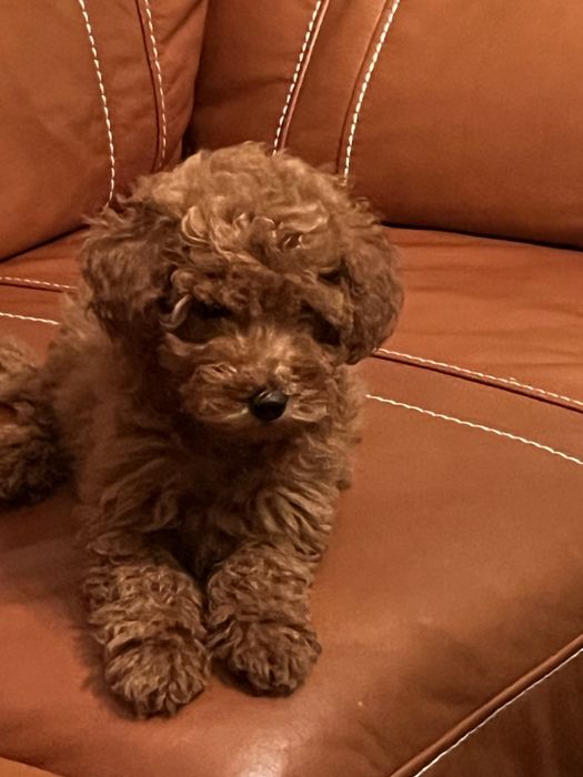 Мини пудели със две ваксини ,на три месеца ,мъжки и женски .