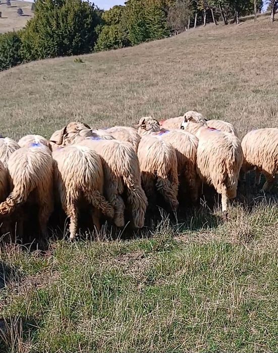 Oi de vînzare  Dărmănești Județul  Bacău