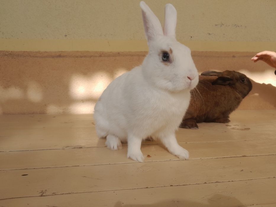 Quyon 1 juft samest samka karlik