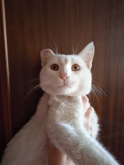 Белый кот турецкая ангора - 8 месяцев.