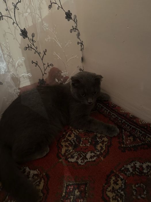Mushuk zori Scottish Fold (Shotland buklama quloqli)