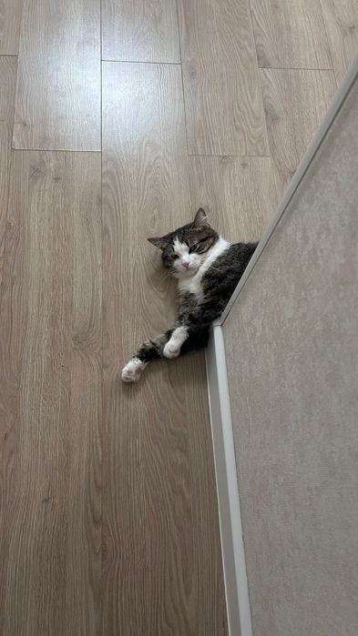 Отдам кота  даром