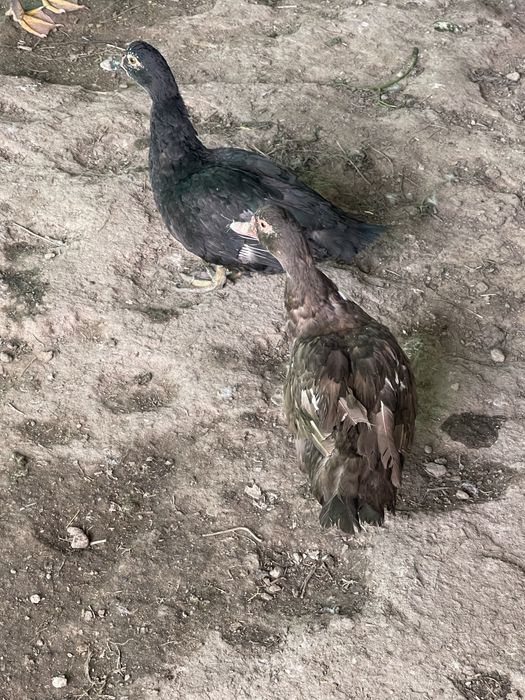 Продам индоутки срочно