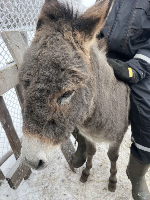 Продам. Продам . Продам .