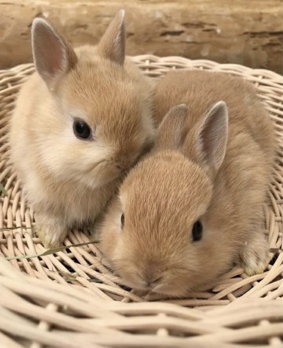 Кролик  декоративный