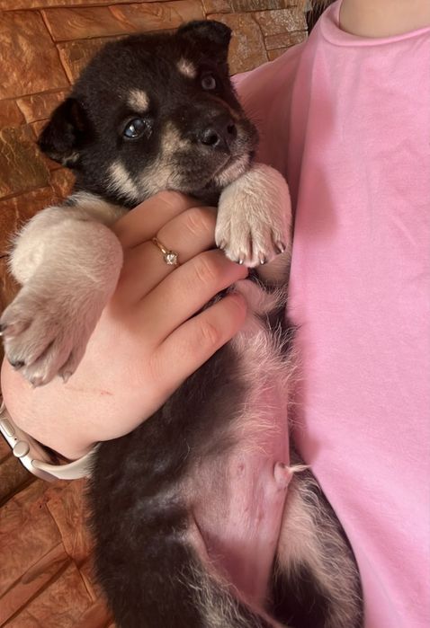 Срочно ищем дом малышу