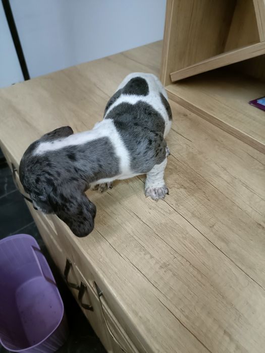 Teckel mini arlechin merle tekel mini