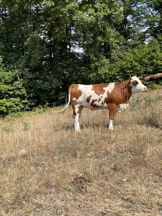 Vand juninca de 2 ani pentru mai multe detalii nr (0787) 781 230