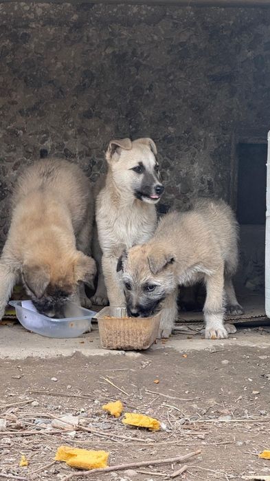 Отдам щенят в добрые руки