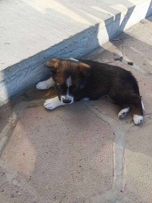 Подарявам кученца