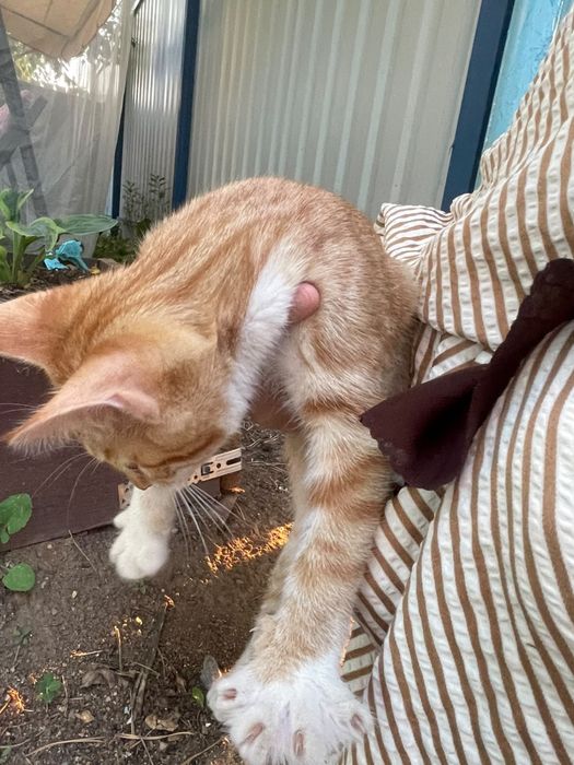 На дачу подкинули котенка девочка