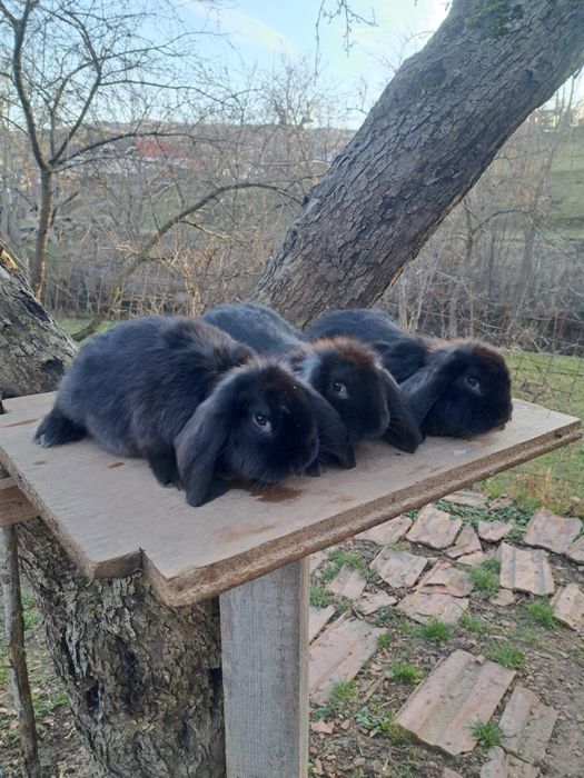 Iepuri berbec german