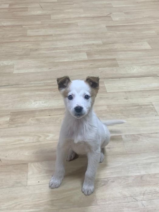 Мальчик. Звоночек. В добрые руки.