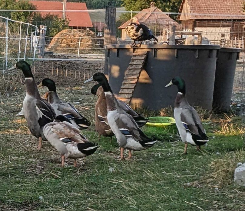 Rățoi indiene alergătoare