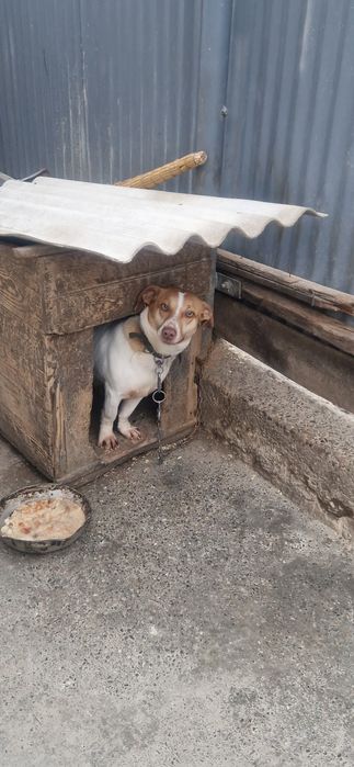 Сабака мелкои пароды