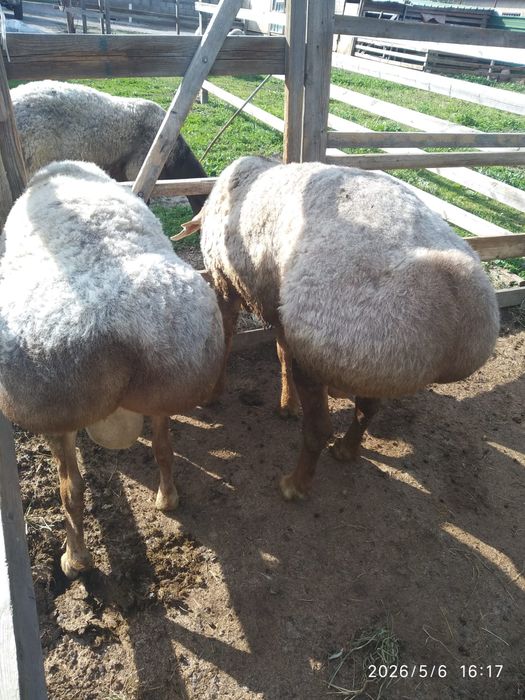Продается кошкар