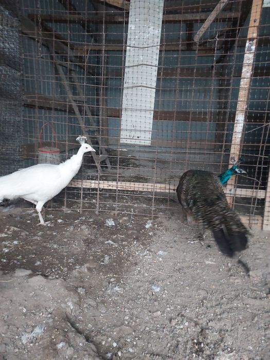 Vând familie de păuni