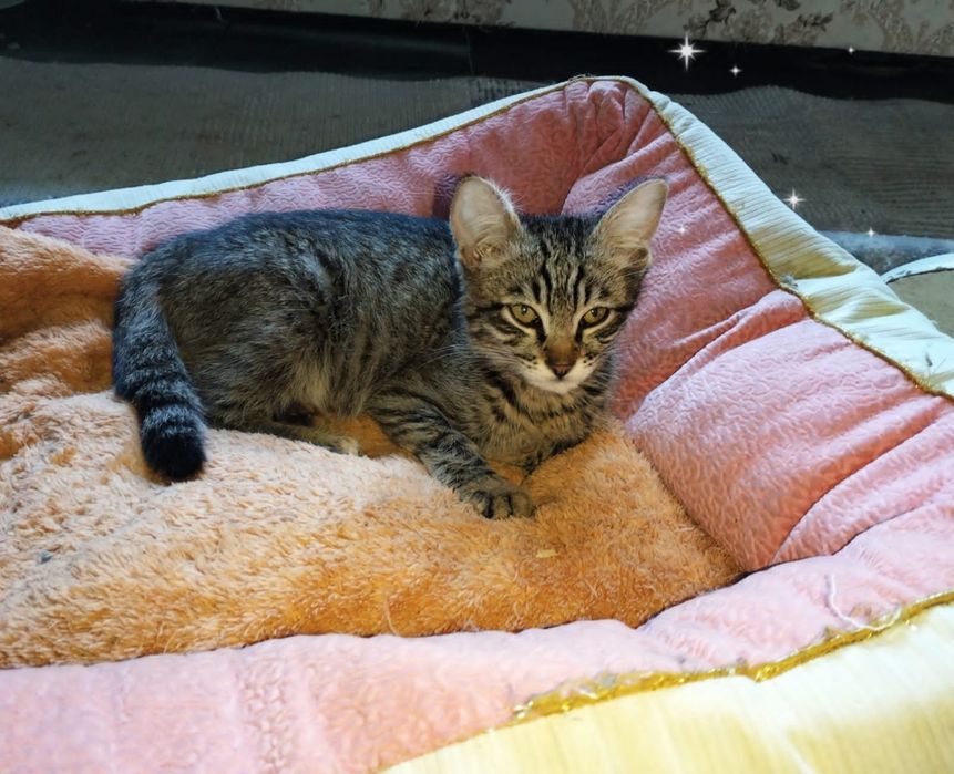 Котёнок в добрые руки!
