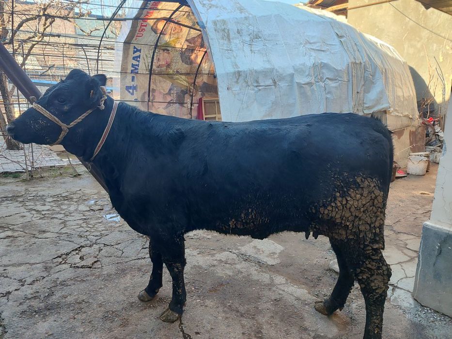 Assalamu alekom ona sigir sotiladi baquvat 6 litr suti bor qisir qogan