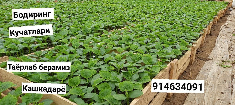 Таёр бодиринг кучатлари бор