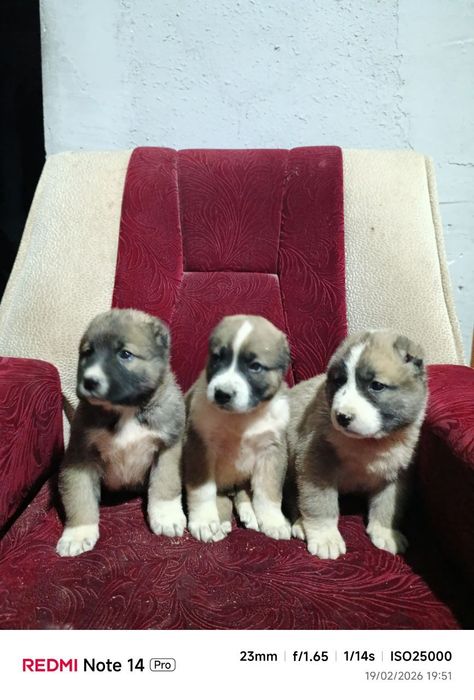 Alabay paroda kuchik bolalari