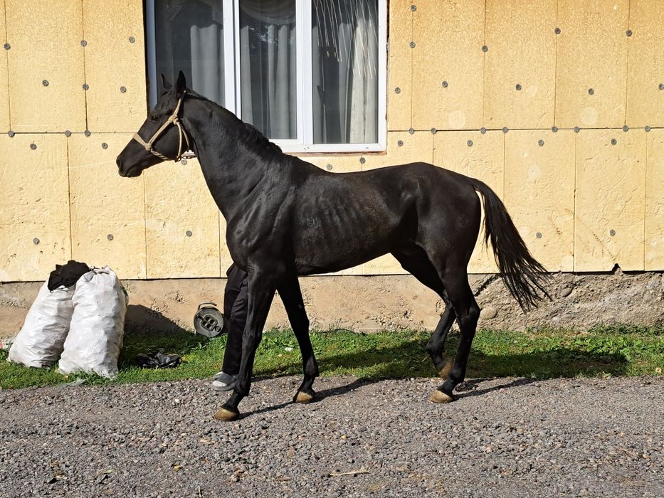 Продам Лошадь жеребец Айгыр Чик