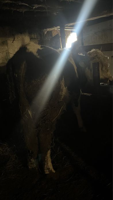 Продам бычка стоит на откорме