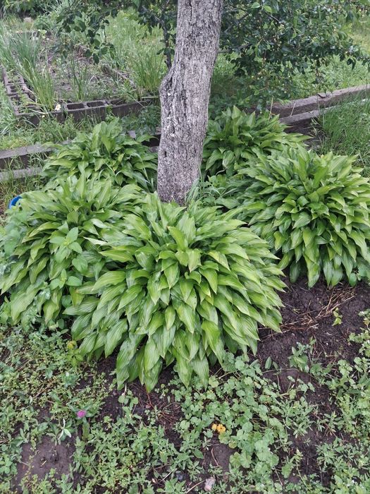 Продам домашние/садовые. Цветы.