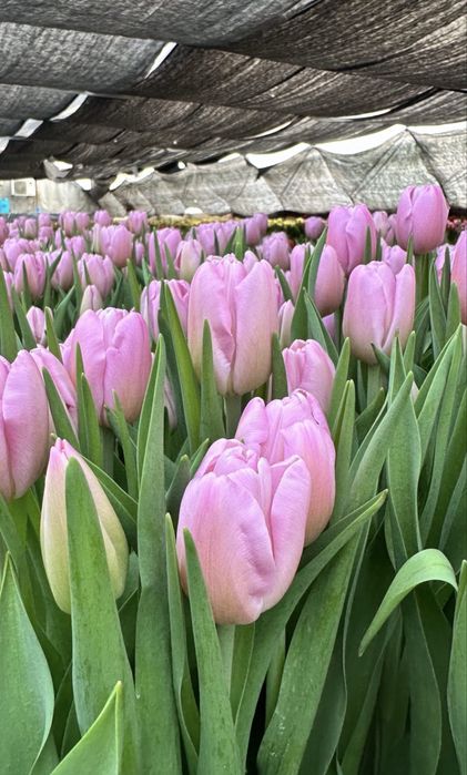 Свежие тюльпаны с теплицы дешево
