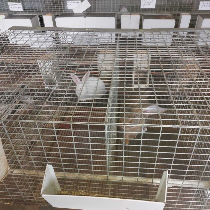 Продажба на зайци