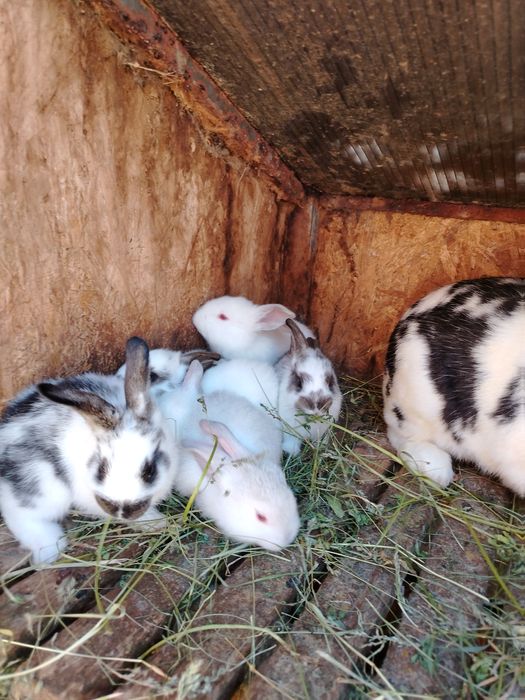 Vand pui de iepure de 1 luna