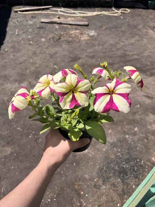 Рассада Овощи и Цветы
