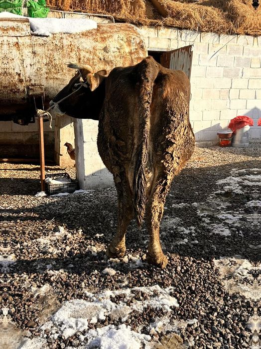 Корова Алатауская