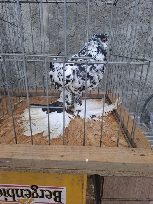 Vând 7 porumbei  gusati  de pomerania  vaccinați  și deparazitați