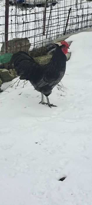 2 Cocosi australop negru si albastru