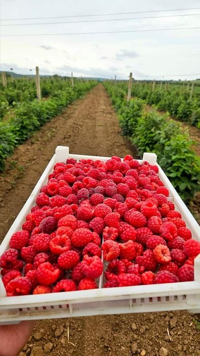Продавам  Разсад  От Производител Ягоди  и  Малини