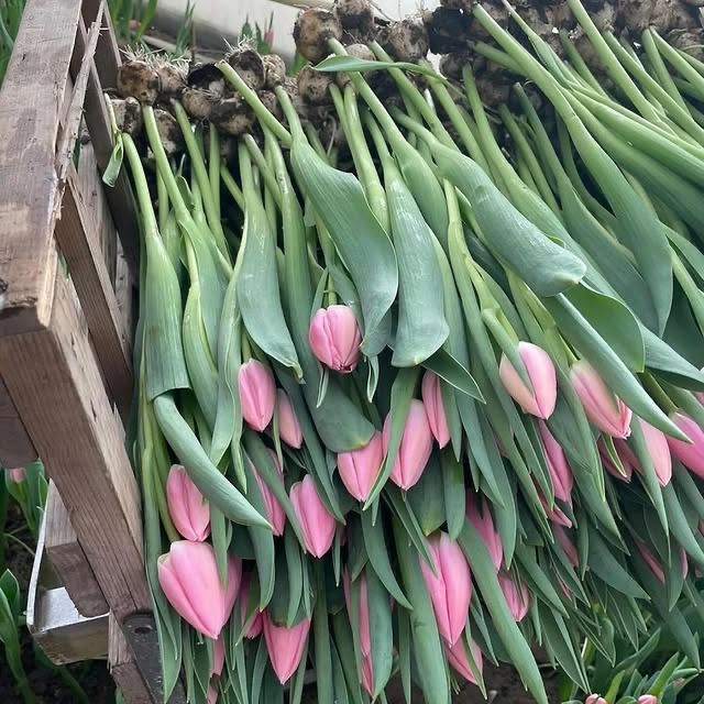 Тюльпаны к 8 марта!