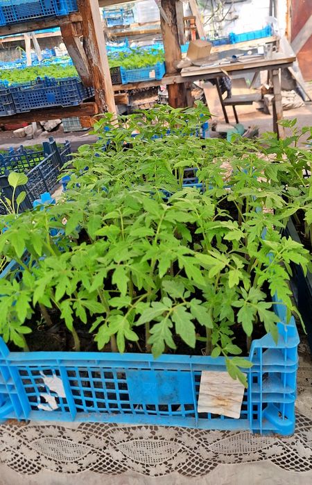 Рассада огурцы и помидоры  в стаканчиках