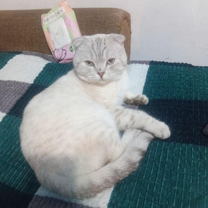 Продам котят шотландцы