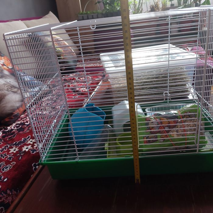 Cusca hamsteri , rozatoare