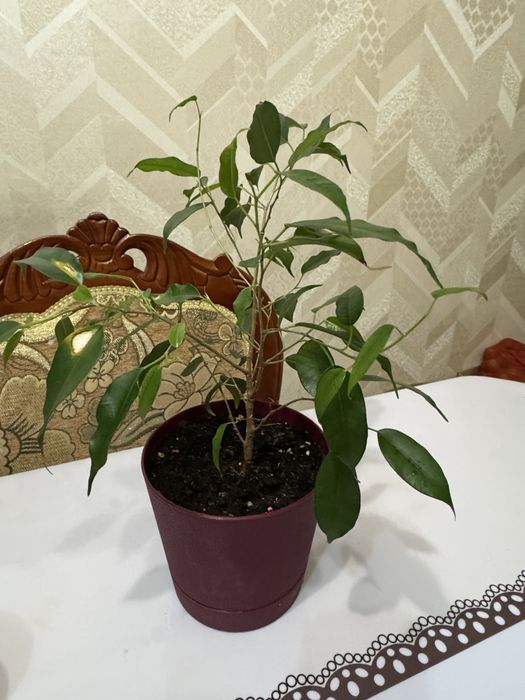 В продаже комнатные цветы! Цены самые доступные