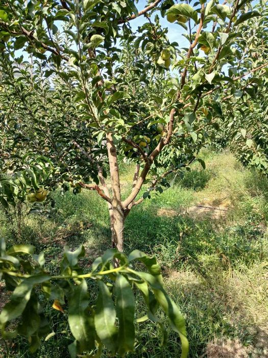 Аренда дом для студентов (Шахристан, Юнусабад, без маклера)