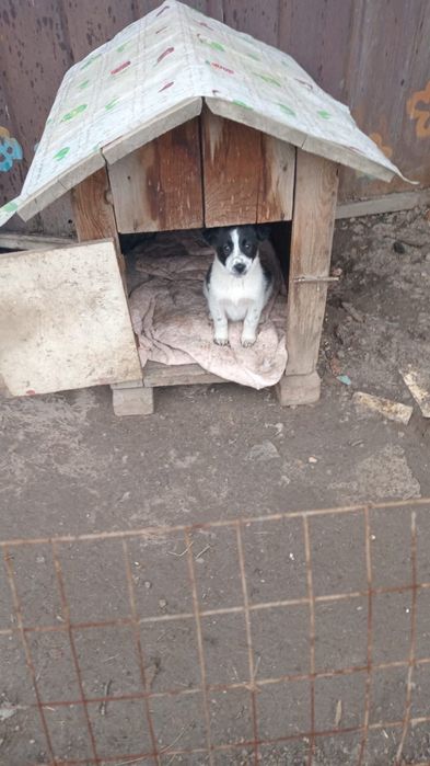 Подарю щенят девочек , привитые, 4 месяца