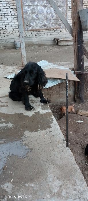 Angliski spanel bollari sotiladi zoti cizti