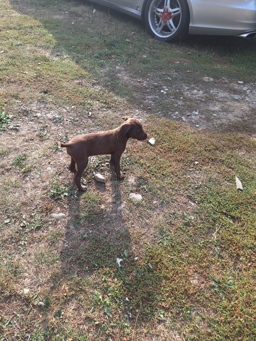 Lagotto brac metis