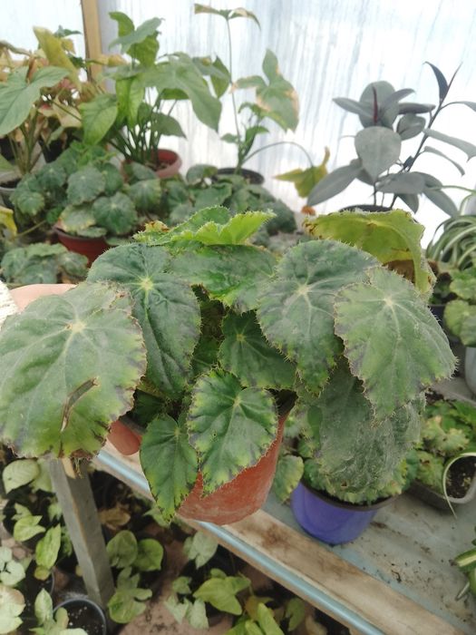 Комнатные цветы !!