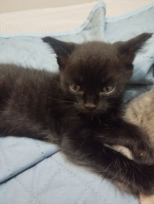 Продам котят котик и кошечка